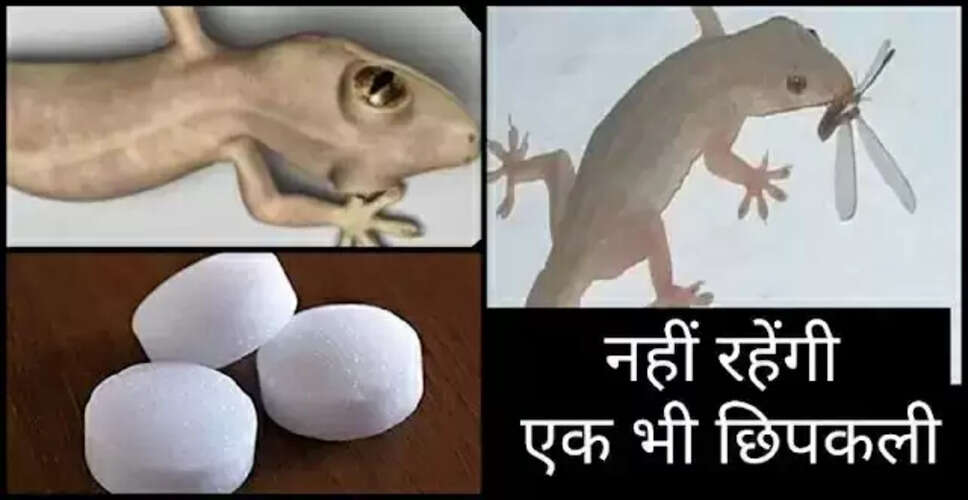 गर्मी में छिपकलियों से छुटकारा पाने के प्रभावी उपाय