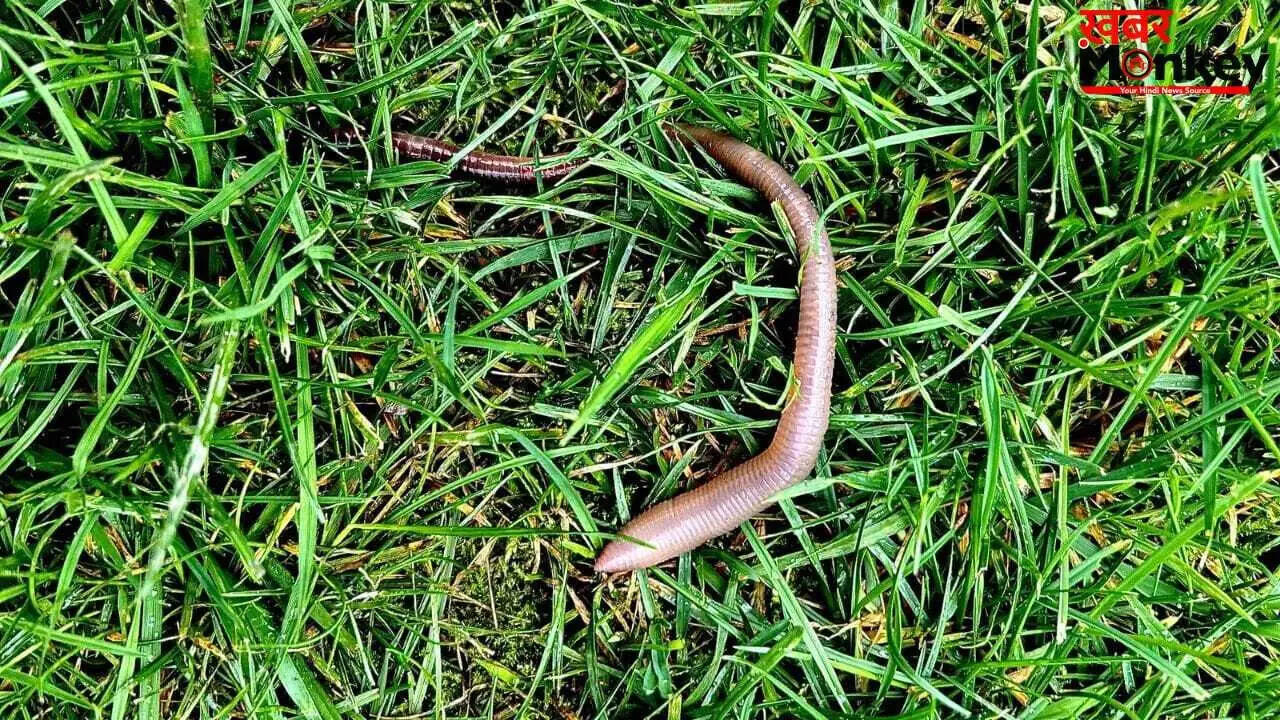 महिला की नाक से निकले जिंदा कीड़े, डॉक्टर भी रह गए हैरान