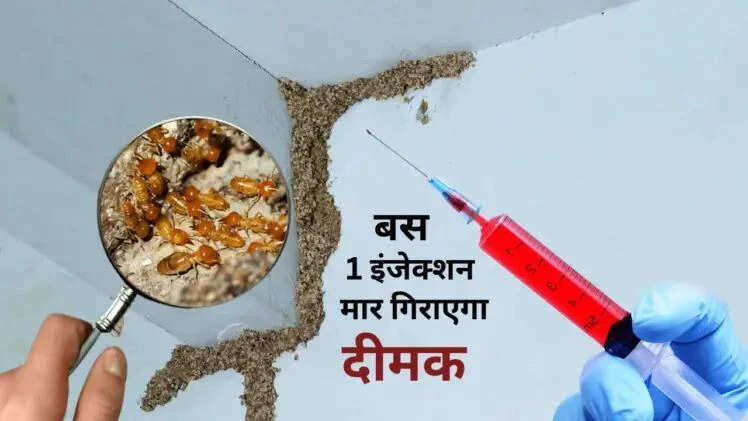 बारिश में दीमक से छुटकारा पाने का आसान उपाय