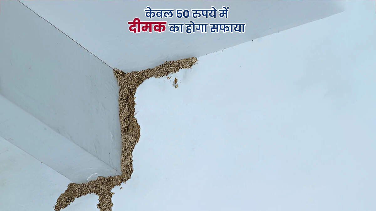 दीमक से छुटकारा पाने के 5 आसान घरेलू उपाय