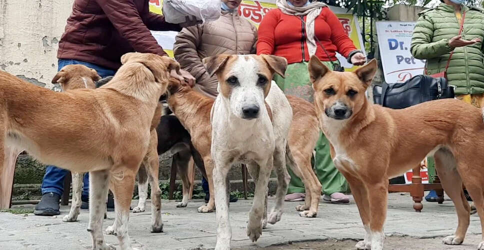 कबड्डी खिलाड़ी की रेबीज से मौत: एक गंभीर घटना