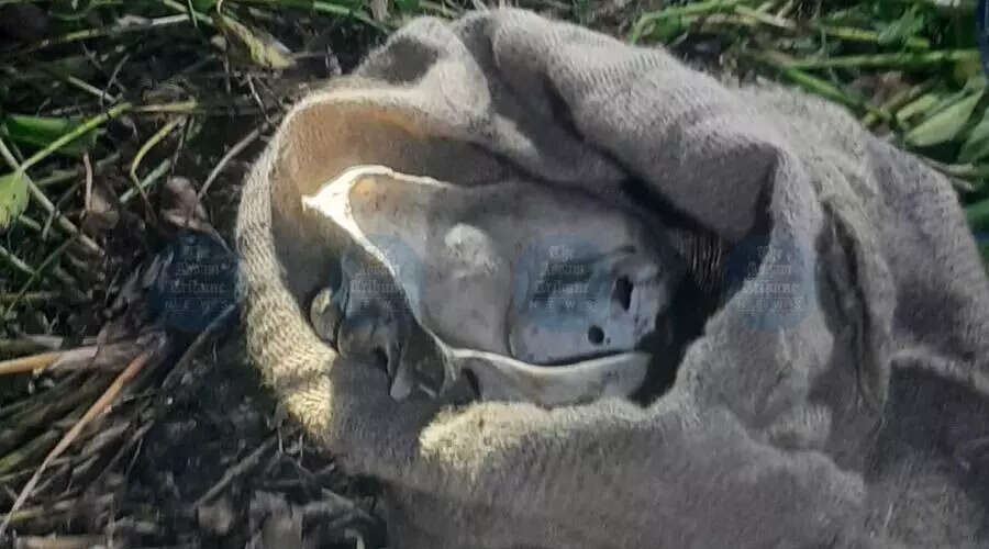 काजीरंगा में बाघ की हड्डियों की तस्करी: पांच लोग गिरफ्तार