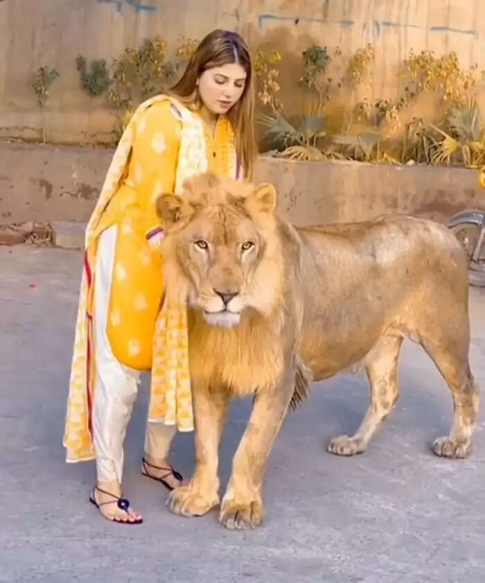लड़की ने शेर को प्यार से पुचकारा, वीडियो ने मचाई धूम