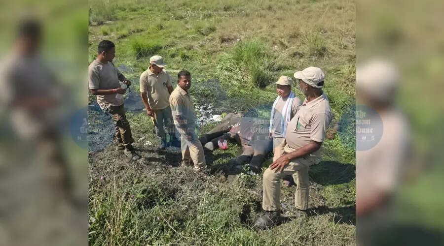 भारत-भूटान सीमा पर हाथी के बछड़े की मौत, जांच जारी
