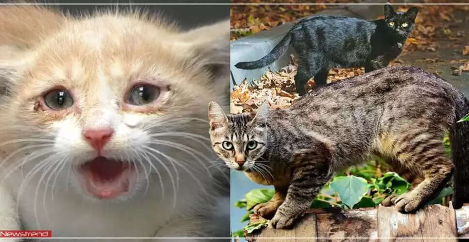 बिल्ली के रोने का शकुन: शुभ या अशुभ?