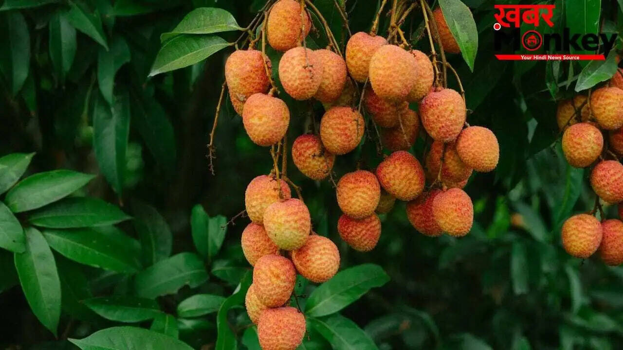 लीची के स्वास्थ्य लाभ और नुकसान: जानें सही मात्रा और सेवन का तरीका