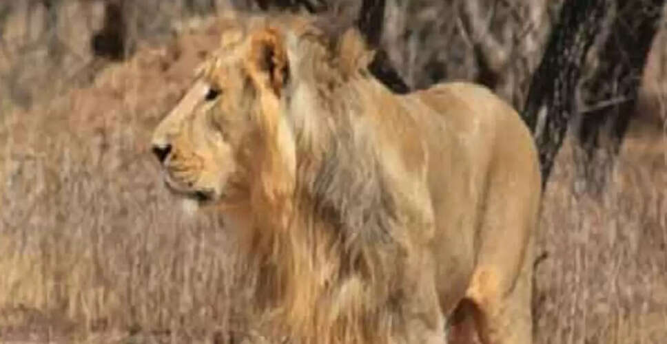 गुजरात में पांच साल के बच्चे की शेर द्वारा हत्या