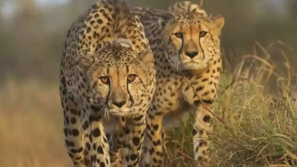 भारत में दिसंबर में आठ नए चीते लाने की योजना