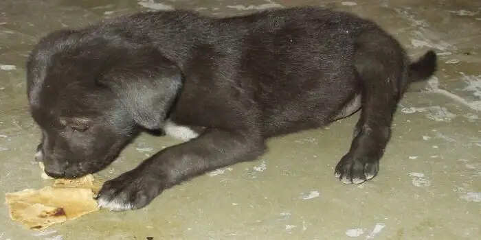 काले कुत्ते से जुड़े टोटके और उनके लाभ