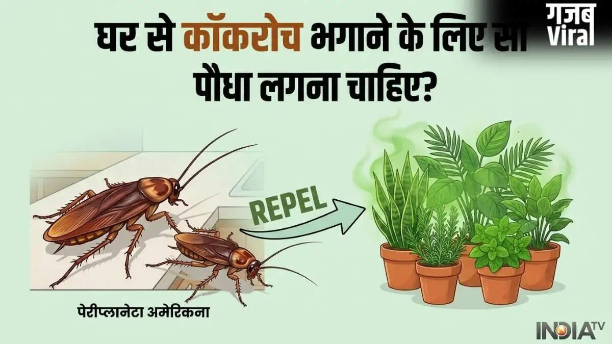 कॉकरोचों को भगाने के लिए प्राकृतिक पौधे: जानें कौन से हैं प्रभावी