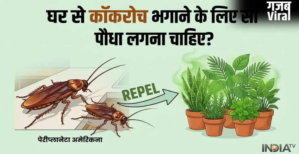 कॉकरोचों को भगाने के लिए प्राकृतिक पौधे: जानें कौन से हैं प्रभावी