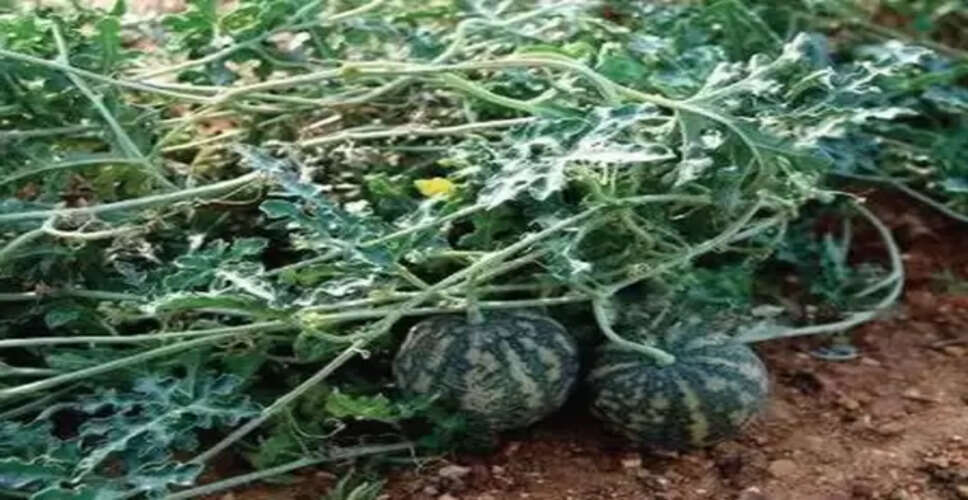 औषधीय गुणों से भरपूर 'बिटर एप्पल', त्वचा का रखता है खास ख्याल