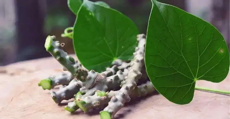 गिलोय: इम्युनिटी बूस्टर और स्वास्थ्य के लिए लाभकारी जड़ी-बूटी