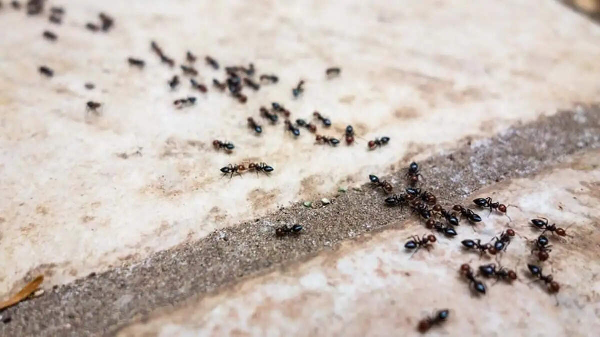 धन आगमन के संकेत: जानें कैसे पहचानें