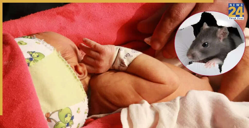 इंदौर के सरकारी अस्पताल में नवजातों को चूहों ने काटा, जांच शुरू