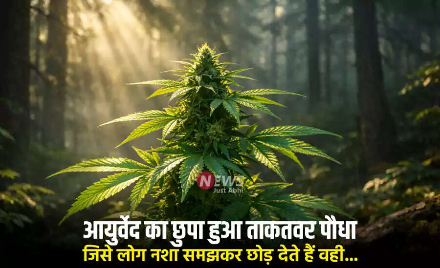 भांग: आयुर्वेद में छिपे औषधीय गुण और सावधानियां