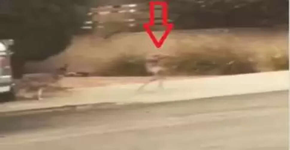 क्या एलियंस सच में होते हैं? कुत्ते के साथ एक अजीब घटना का वीडियो वायरल