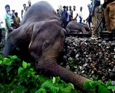 दो प्रतिशत की आबादी के साथ पश्चिम बंगाल में होती है हाथियों की सबसे अधिक मौत