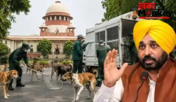 पंजाब सरकार ने आवारा कुत्तों के मुद्दे पर सुप्रीम कोर्ट के निर्देशों का पालन करने का किया वादा
