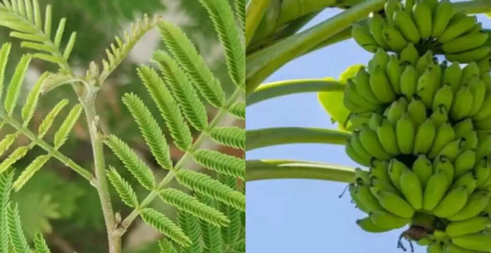 वास्तु के अनुसार केले और शमी के पौधे लगाने के सही तरीके
