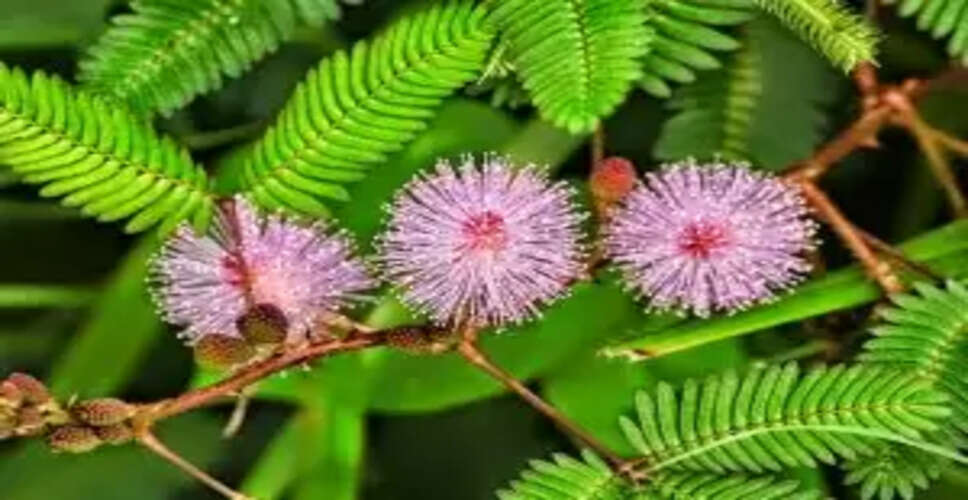 लाजवंती: एक अद्भुत औषधीय पौधा और इसके लाभ