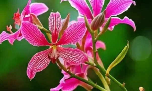 बवासीर के उपचार में कचनार की जड़ का महत्व