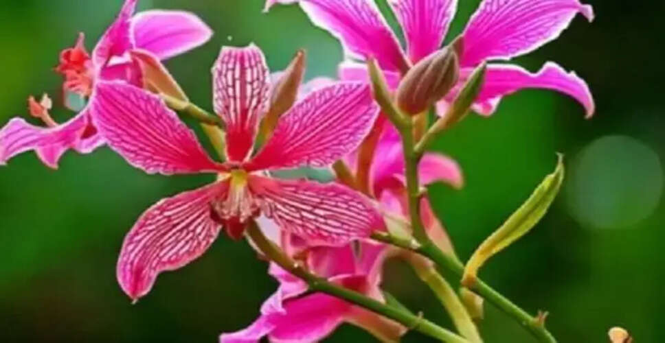 बवासीर के उपचार में कचनार की जड़ का महत्व