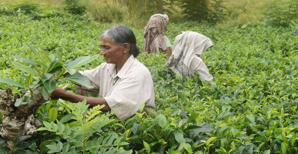 असम के छोटे चाय उत्पादकों की गंभीर स्थिति, कीमतें गिरकर 11 रुपये प्रति किलो