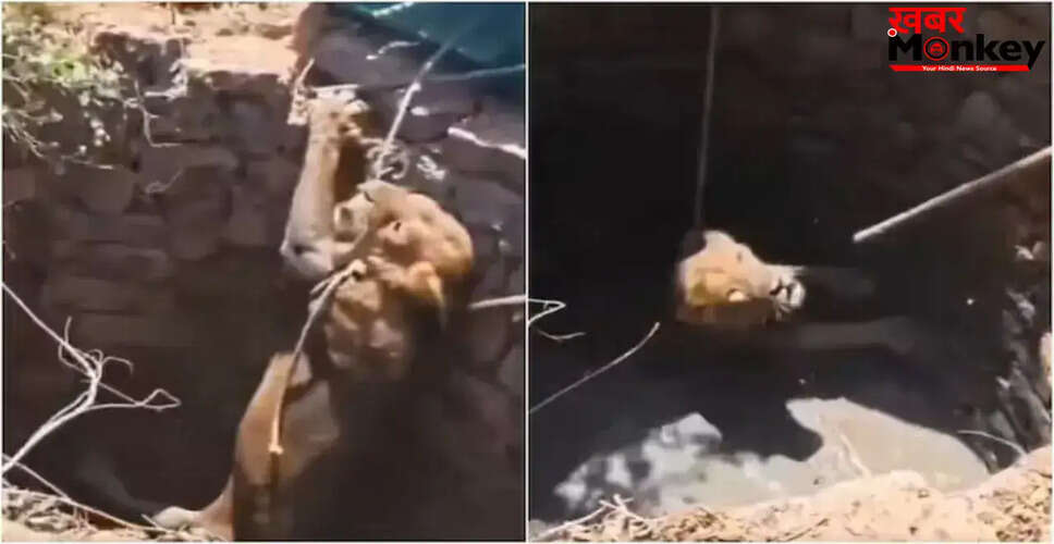 गुजरात में कुएं में गिरे शेर का सफल रेस्क्यू