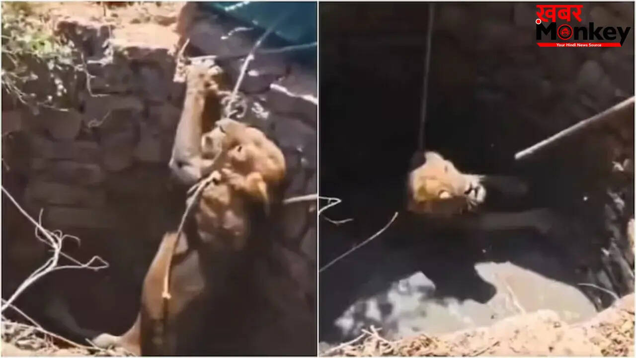 गुजरात में कुएं में गिरे शेर का सफल रेस्क्यू