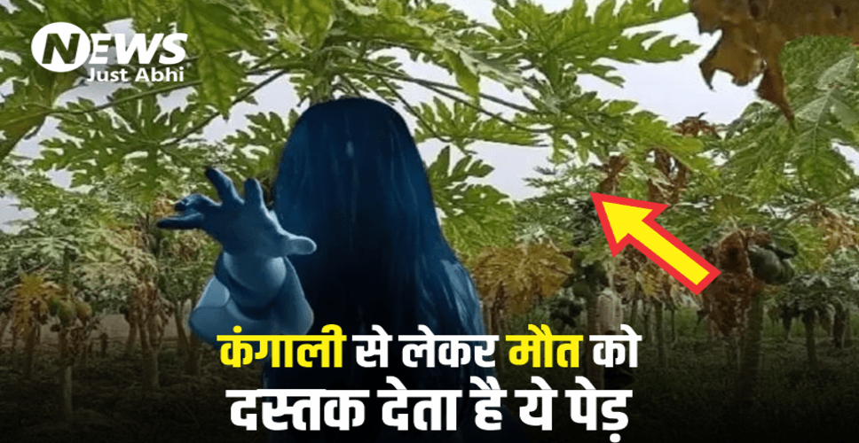 पपीते के पेड़ का वास्तु में महत्व और सही दिशा