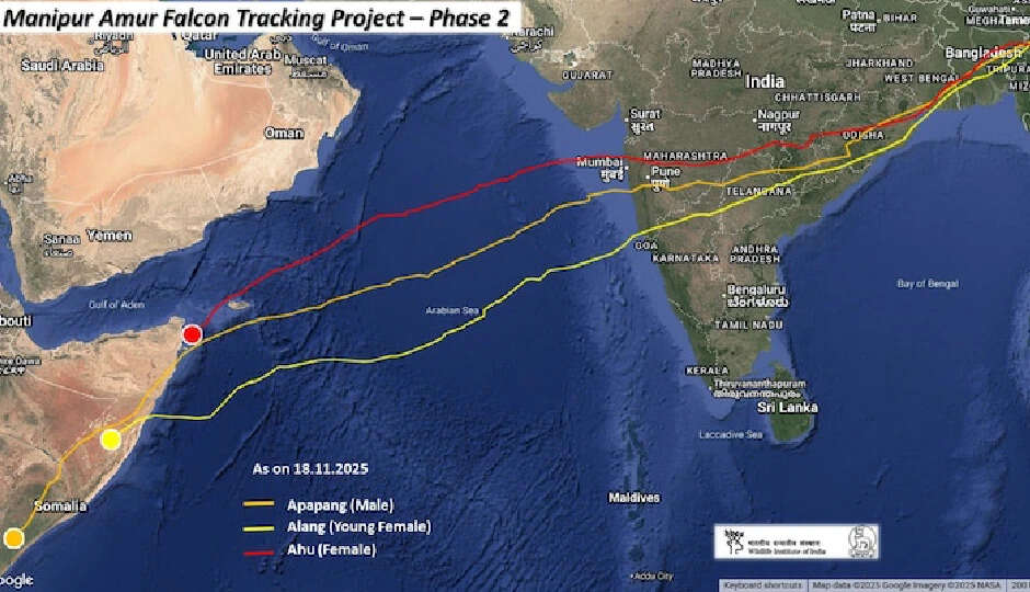 अमूर फाल्कन की अद्भुत उड़ान: 6100 किमी की यात्रा ने सबको चौंका दिया
