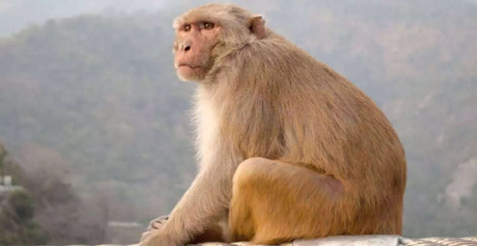 कामरूप में नारियल की खेती को संकट का सामना