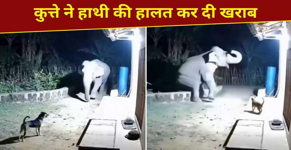कुत्ते के डर से हाथी गिरा: वायरल वीडियो ने मचाया तहलका