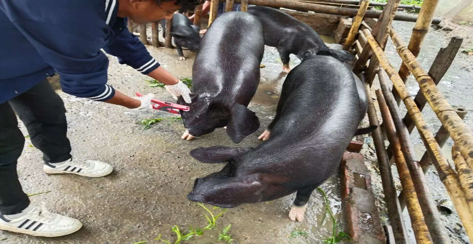 नागालैंड में अफ्रीकी स्वाइन बुखार के प्रकोप के चलते सख्त प्रतिबंध