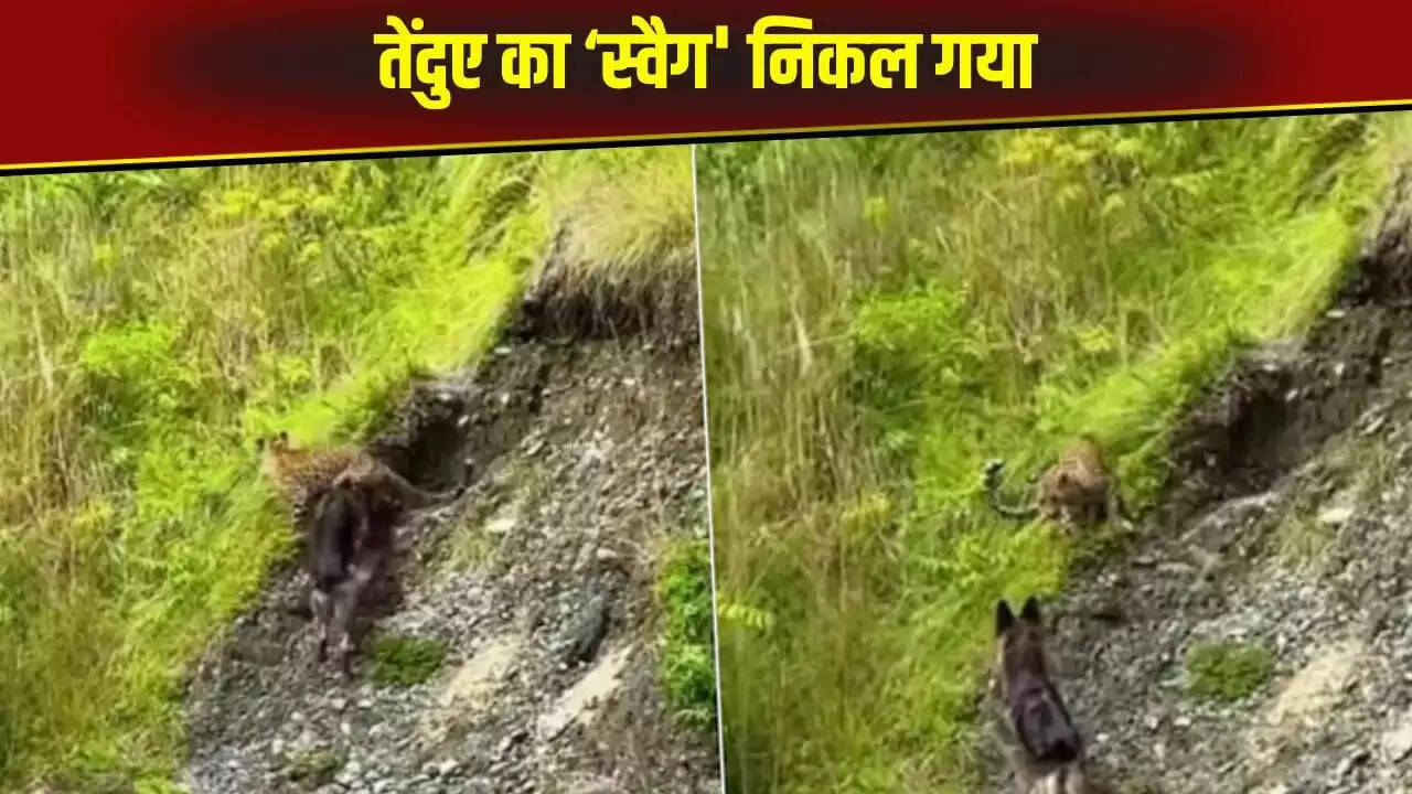 तेंदुए और कुत्ते की अनोखी भिड़ंत का वायरल वीडियो
