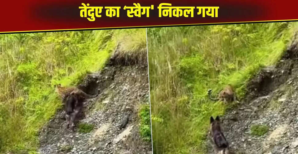 तेंदुए और कुत्ते की अनोखी भिड़ंत का वायरल वीडियो