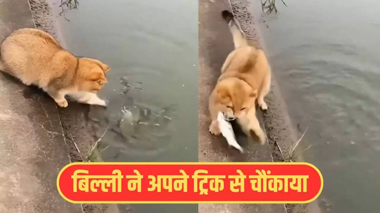बिल्ली की अनोखी मछली पकड़ने की तकनीक ने इंटरनेट पर मचाई धूम