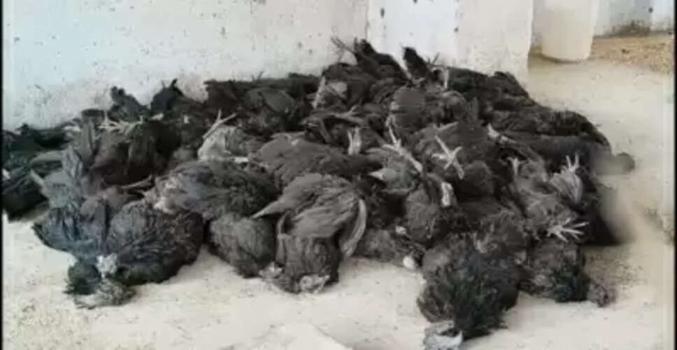 झारखंड में बर्ड फ्लू की आशंका को लेकर जारी हुआ अलर्ट, बोकारो में एक हजार से ज्यादा मुर्गों की मौत