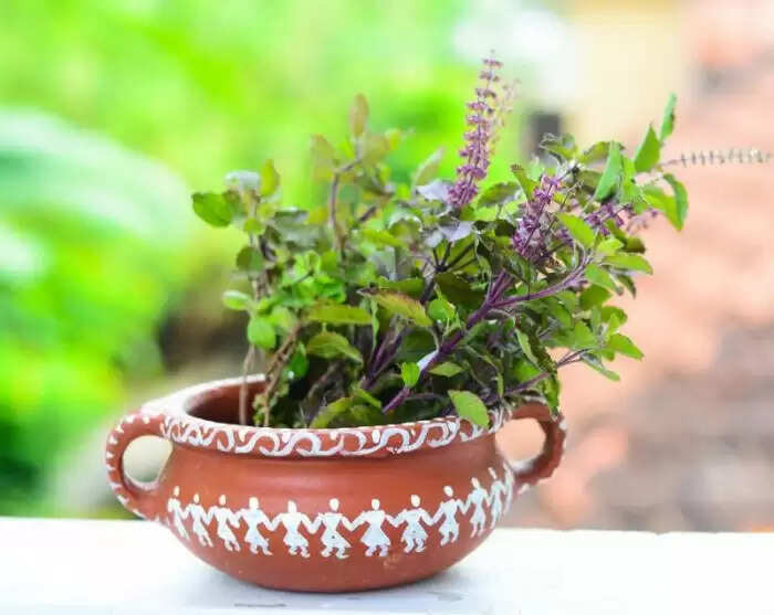 तुलसी के पौधे का महत्व और सूखने के संकेत
