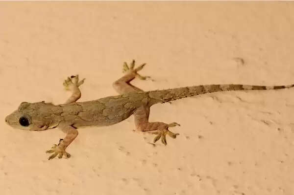 छिपकली के संकेत: बुरे समय की चेतावनी