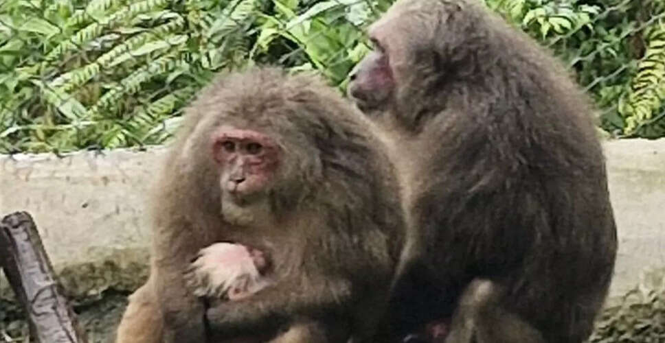 मेघालय चिड़ियाघर में स्टंप-टेल्ड मकैक्स का सफल प्रजनन