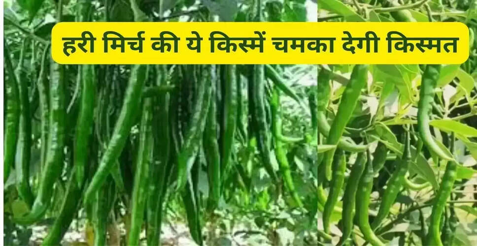हरी मिर्च की खेती: किसानों के लिए लाभकारी किस्में और तकनीकें