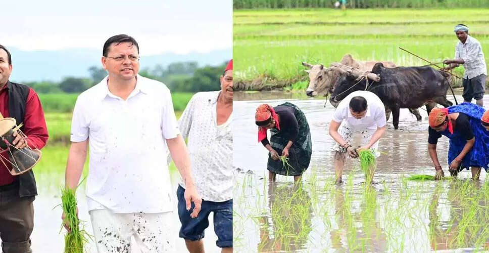 उत्तराखंड के मुख्यमंत्री ने खटीमा में धान की रोपाई कर किसानों को दी श्रद्धांजलि