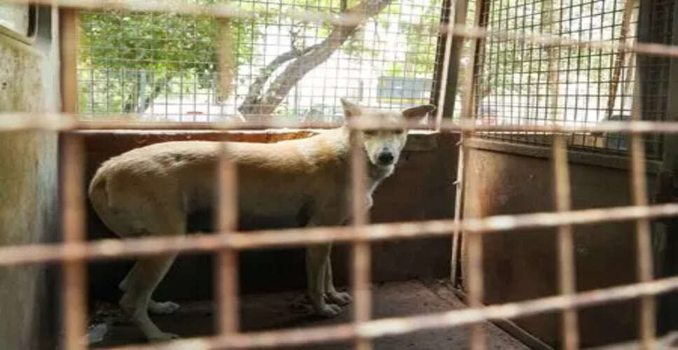 चेन्नई में आवारा कुत्तों के लिए विशेष आश्रय निर्माण की योजना