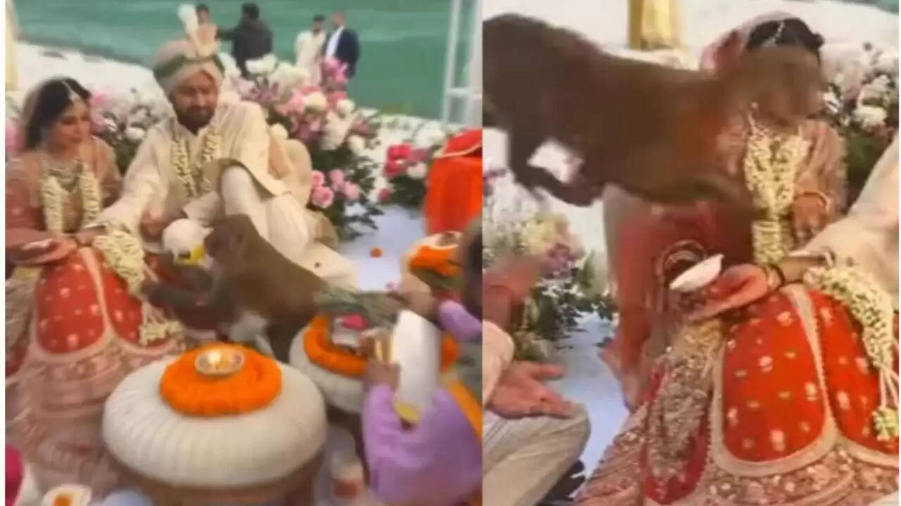 ऋषिकेश में शादी के दौरान बंदर ने मचाया हंगामा, वीडियो हुआ वायरल