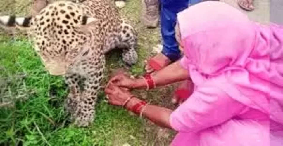 महिला ने बाघ को राखी बांधकर किया सबको हैरान