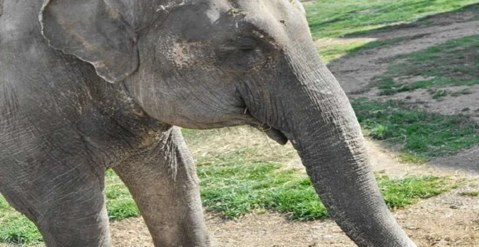 ताडोबा अभयारण्य में हाथियों की गतिविधियों पर नजर रखने के लिए ड्रोन का उपयोग