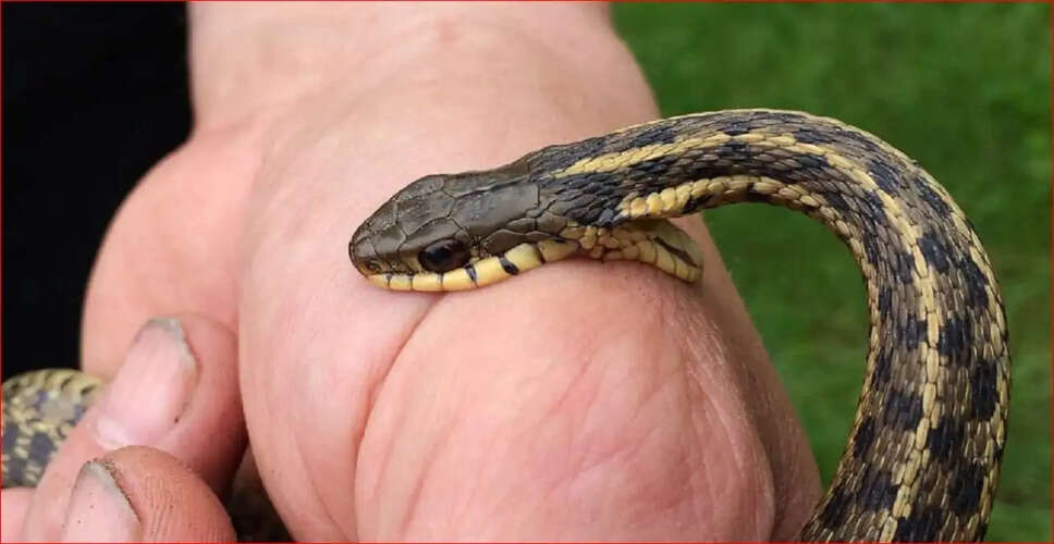 गुजरात में नशे के लिए सांपों की तस्करी का भंडाफोड़