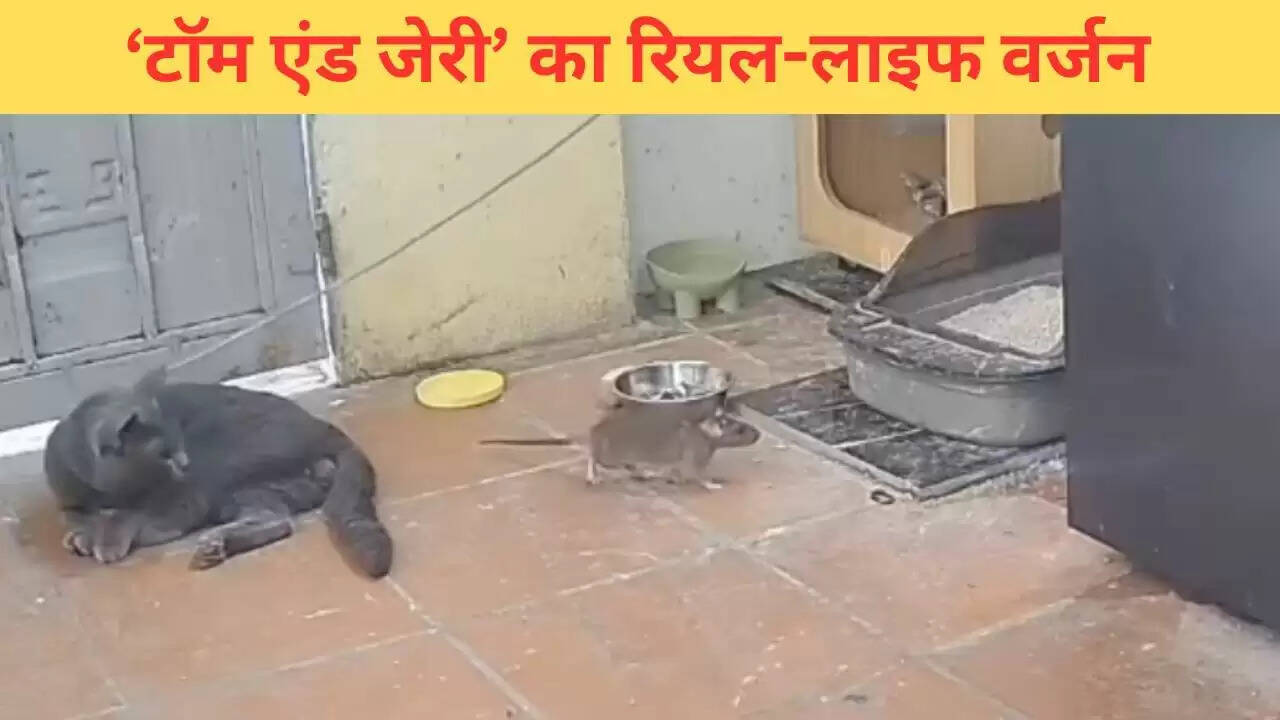 बिल्ली और चूहे का रोमांचक वीडियो हुआ वायरल